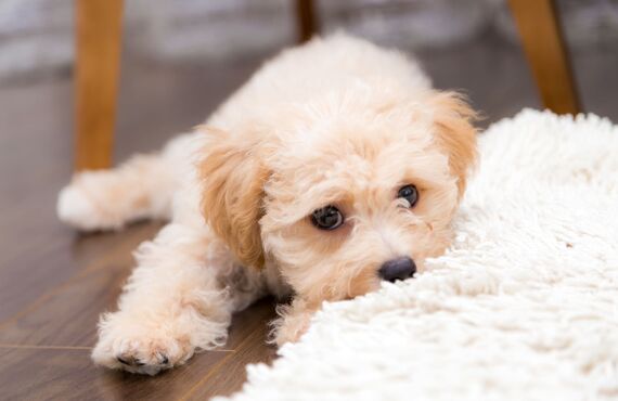 ペットの臭いもしっかりと消臭できる技術がございます | 岐阜市でリフォームを行う株式会社KTサービス